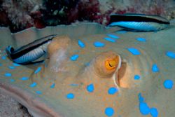 Relax for a blue spotted sting ray. Hurghada. by Ugo Gaggeri 